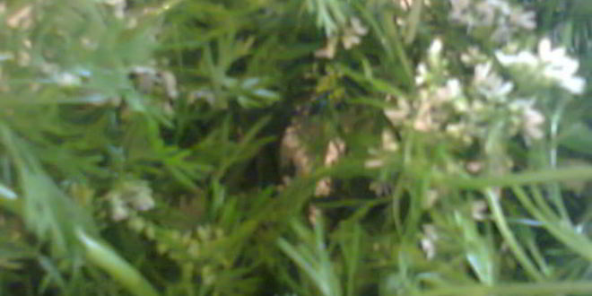 Рецепт соуса зеленого ткемали