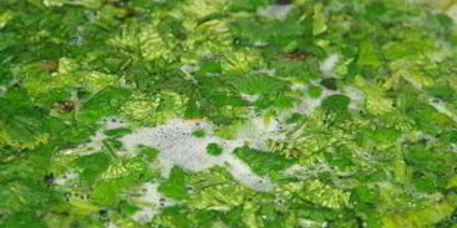 Рецепт горохового супа с тушенкой