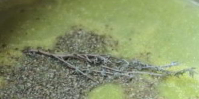 Рецепт крема-супа из цукини