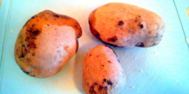 Рецепт окрошки майской фантазия