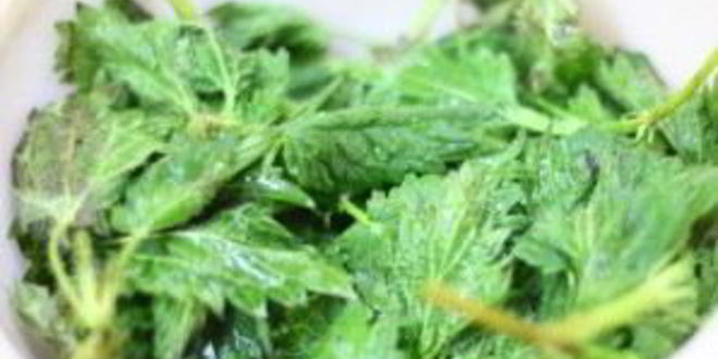 Рецепт щей из щавеля с крапивой