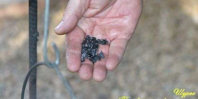 Рецепт шурпы в котле