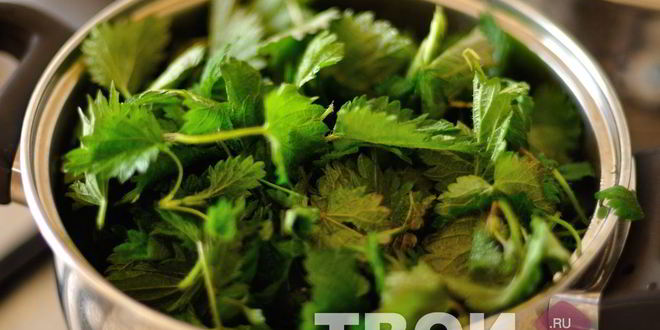 Рецепт супа-пюре из крапивы