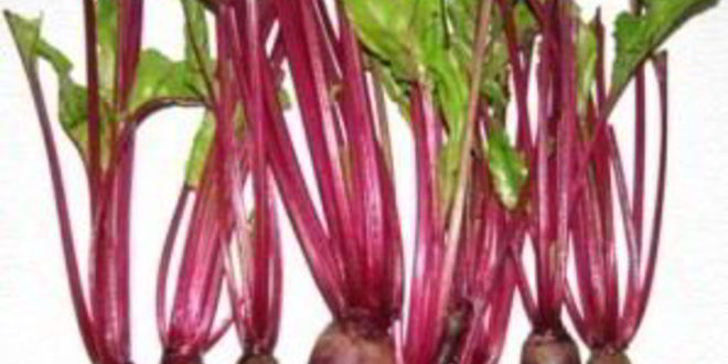 Рецепт свекольника с листьями свеклы