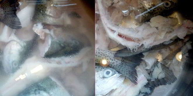 Рецепт средиземноморской ухи с гриссини жил отважный капитан