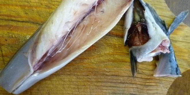 Рецепт ухи из скумбрии