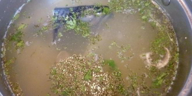 Рецепт ухи из скумбрии