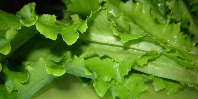 Рецепт лаваша со свежими овощами