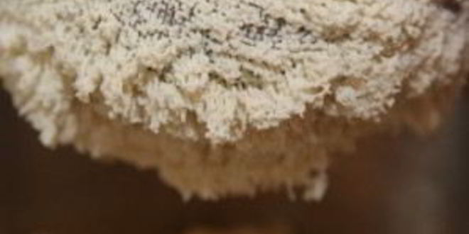 Рецепт быстрого печенья