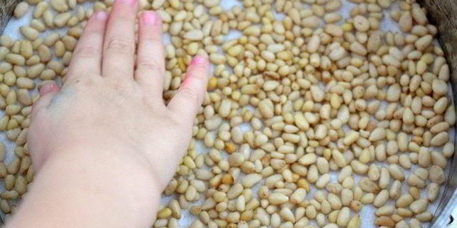 Рецепт пирога с кедровыми орешками пинолата