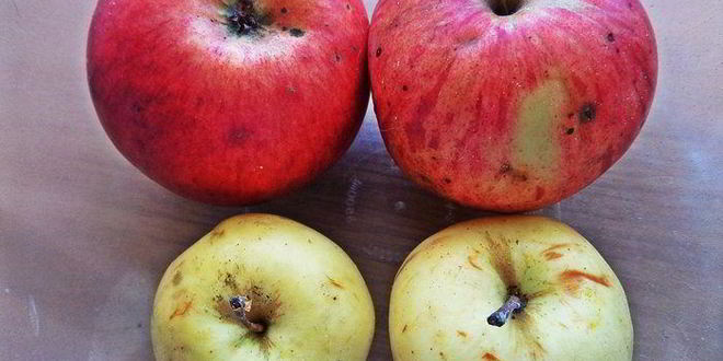 Рецепт штруделя с яблоками и голубикой