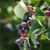 Рецепт Компота из ирги на зиму