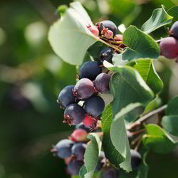 Рецепт Компота из ирги на зиму