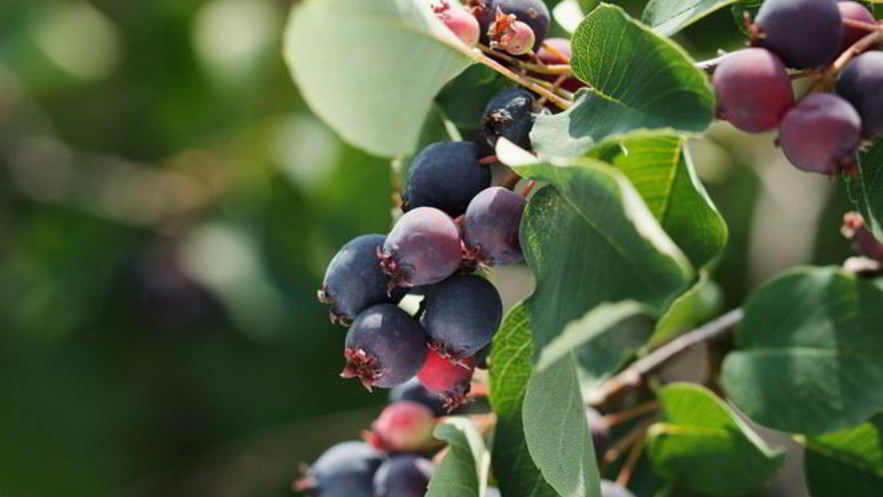 Рецепт компота из ирги на зиму