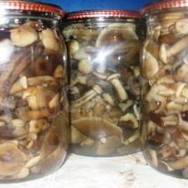 Рецепт Маринованных опят на зиму