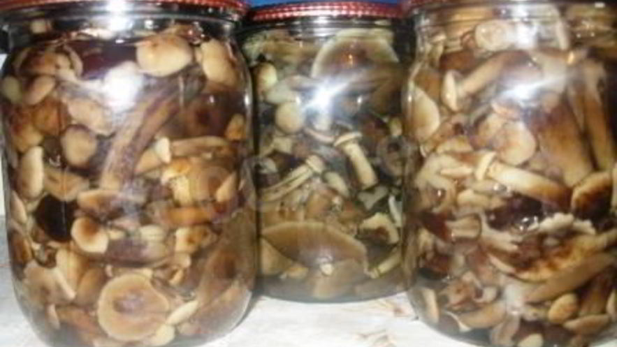 Рецепт маринованных опят на зиму