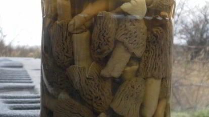 Рецепт Сморчков маринованных