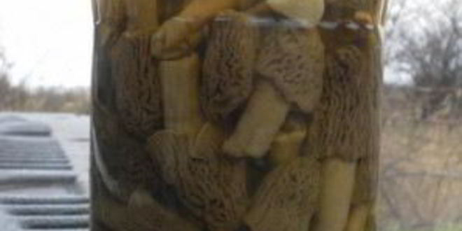 Рецепт сморчков маринованных