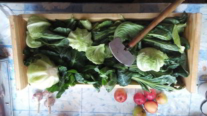 Рецепт Серой квашеной капусты