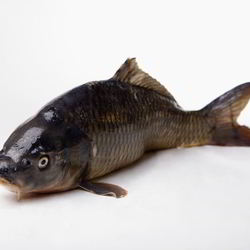 Рецепт Соленого карпа