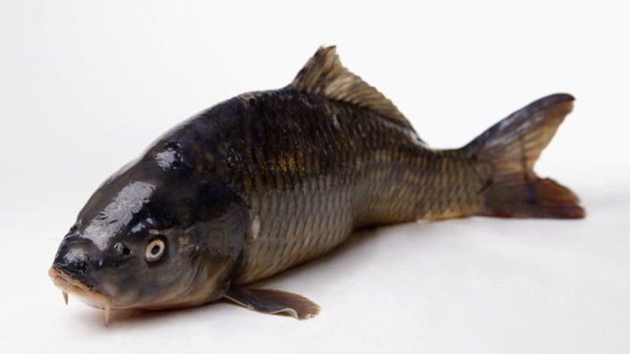 Рецепт соленого карпа