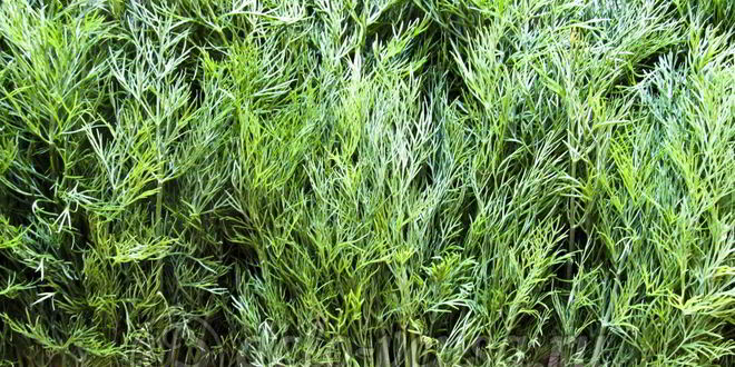 Рецепт укропа с солью на зиму