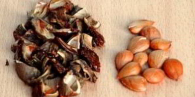 Рецепт варенья из абрикосов с косточками