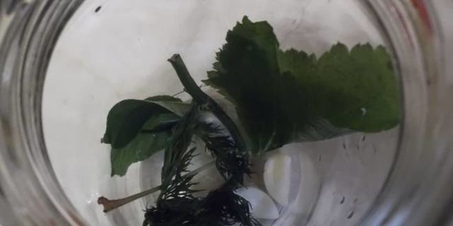 Рецепт заготовки для салатов