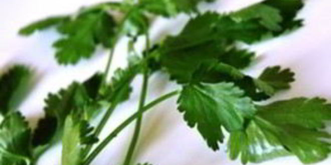 Рецепт буррито с ветчиной и сыром