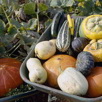 Рецепт Вкусной икры из патиссонов