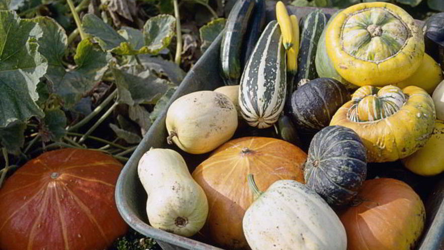 Рецепт вкусной икры из патиссонов