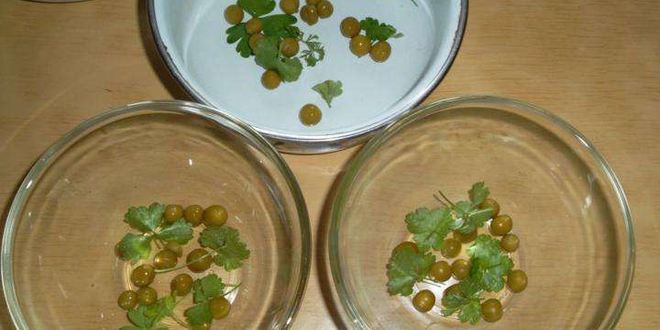 Рецепт домашнего холодца из свинины