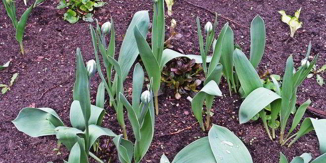 Рецепт сладкого омлета с бананами