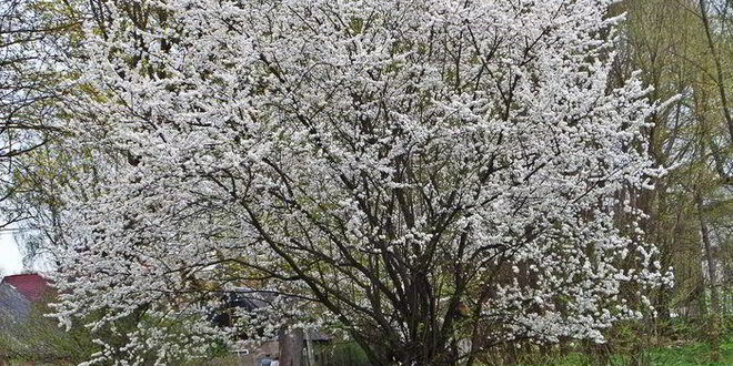 Рецепт сладкого омлета с бананами