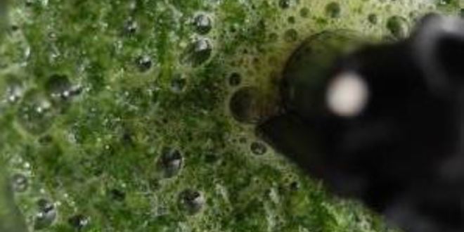 Рецепт запеченного паштета из печени кролика со вкусом нового года