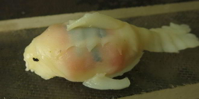 Рецепт суш рыбки