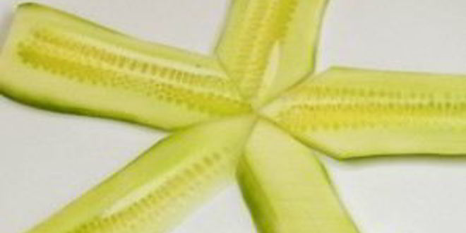 Рецепт суш-торта морская звезда