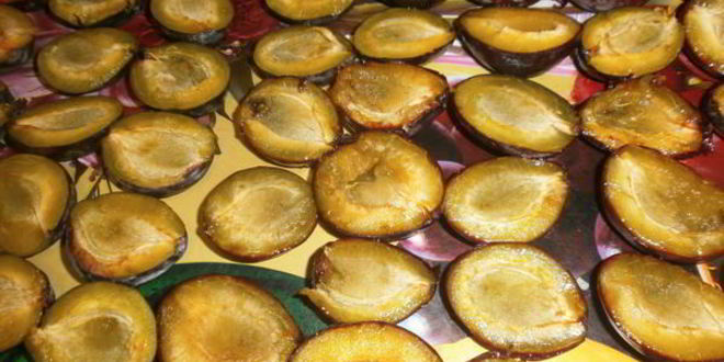 Рецепт сушки слив в электросушилке