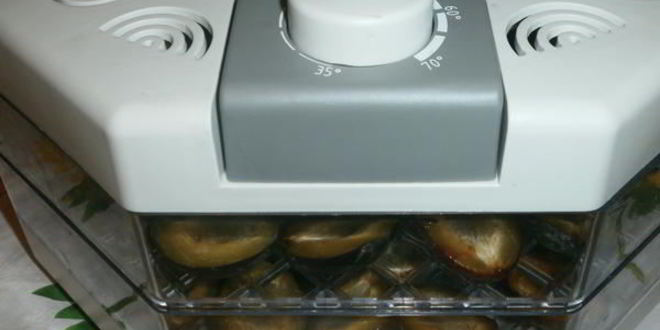 Рецепт сушки слив в электросушилке