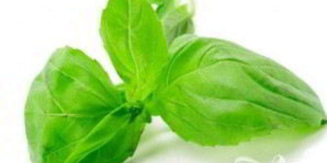 Рецепт румяного сэндвича с помидором